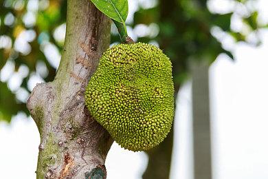 《白荆回廊》5月24日开启巡声测试 PC推荐配置GTX1060